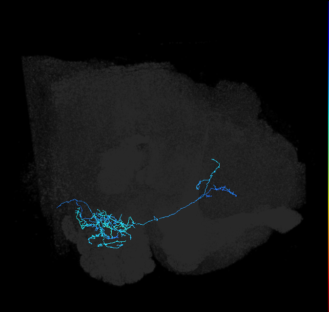 AVLP345_R (FlyEM-HB:1948457676)