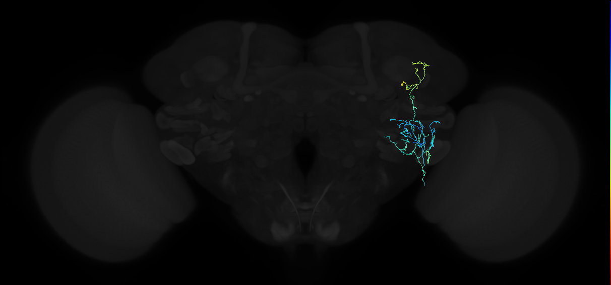 adult anterior ventrolateral protocerebrum neuron 345