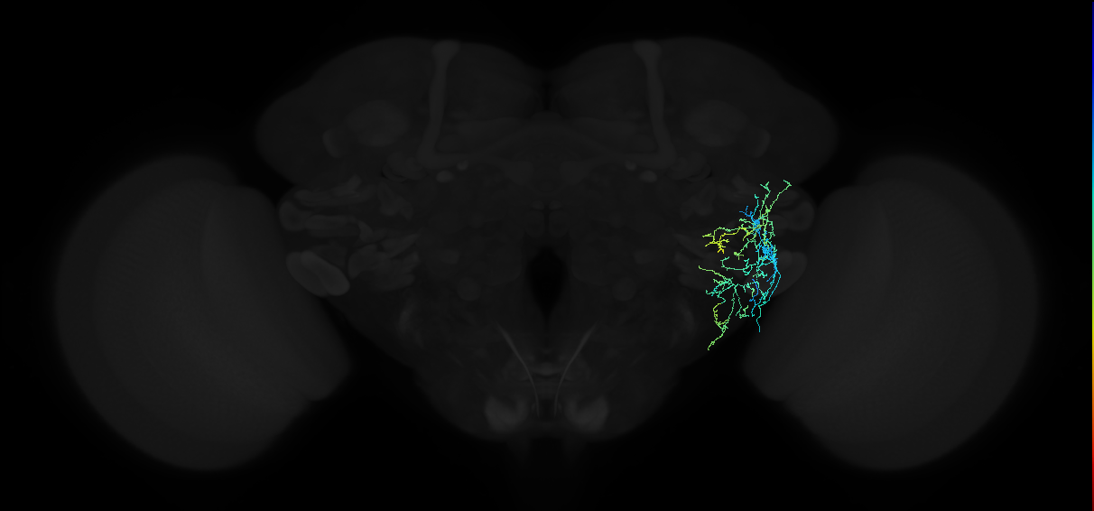 adult anterior ventrolateral protocerebrum neuron 347