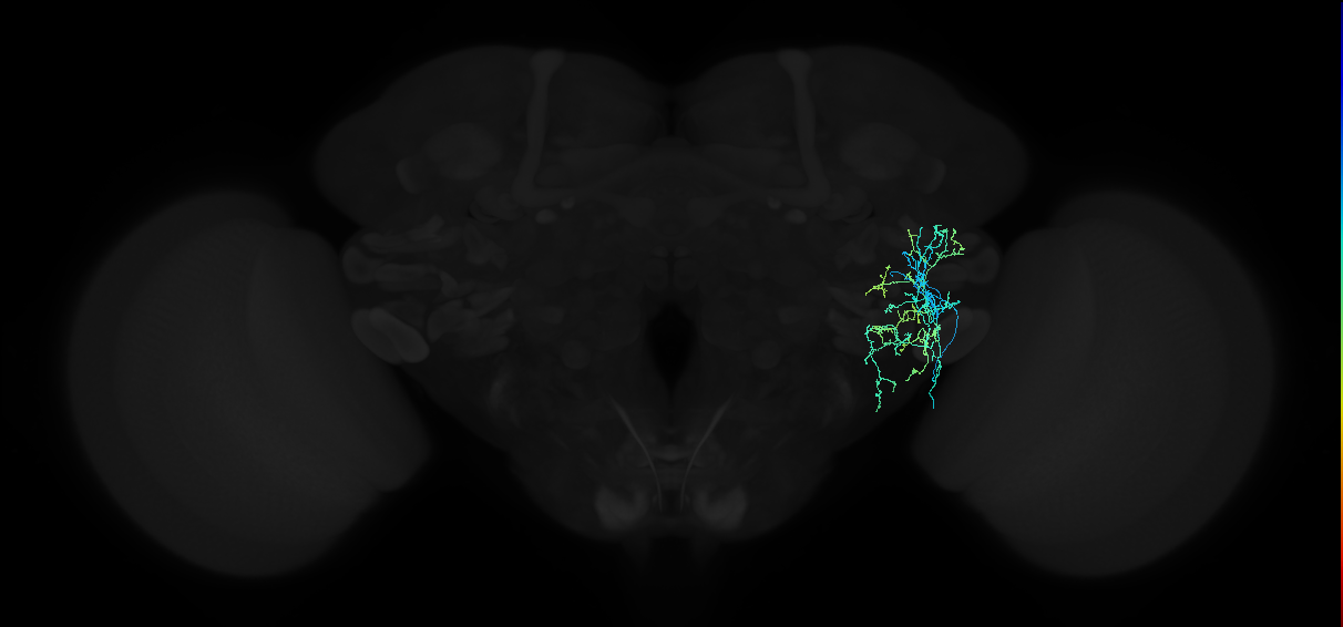 adult anterior ventrolateral protocerebrum neuron 348