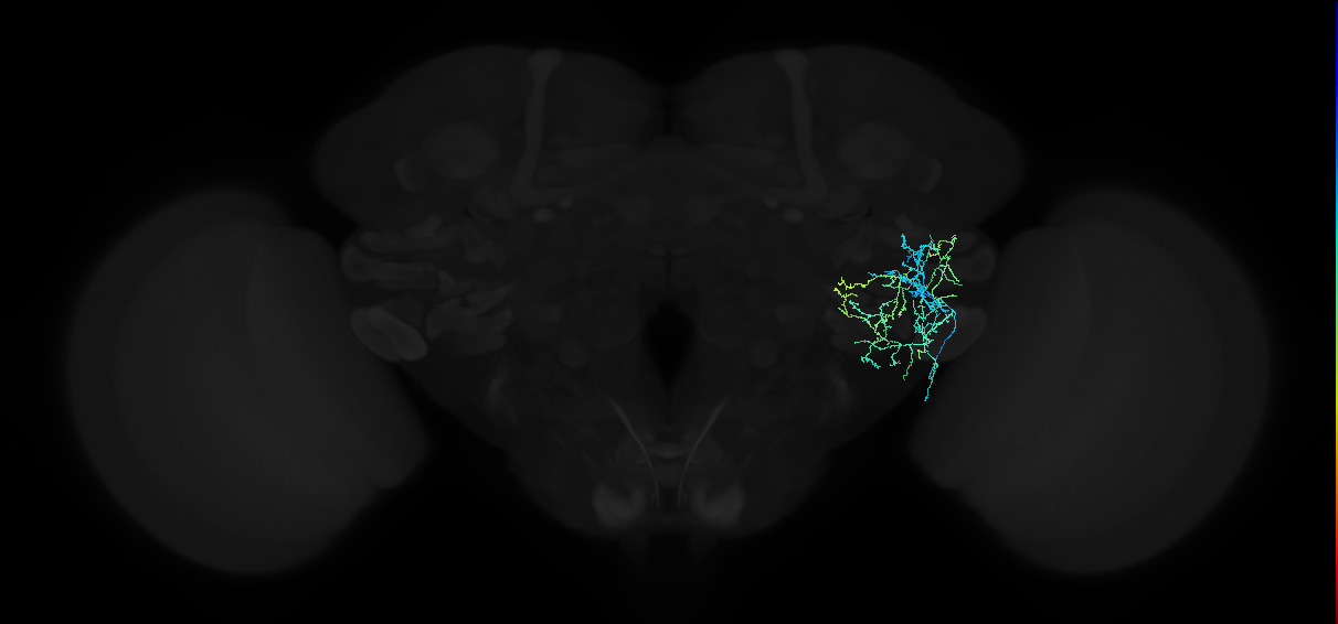 adult anterior ventrolateral protocerebrum neuron 348