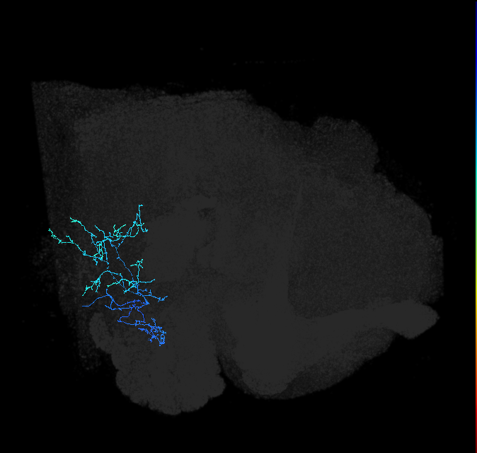 AVLP349_R (FlyEM-HB:1976090538)