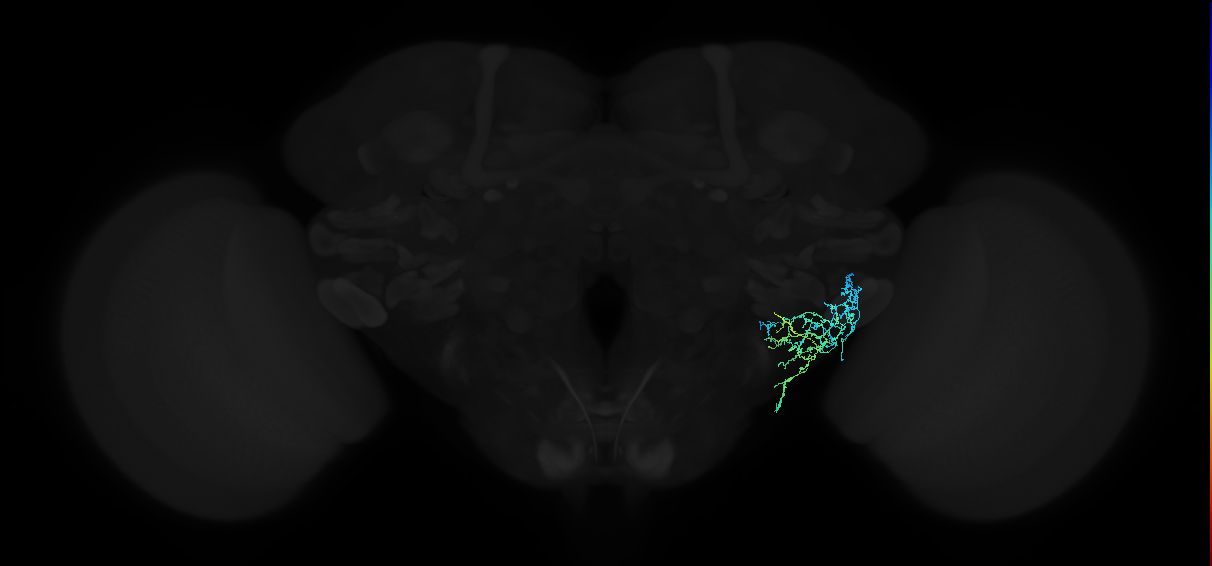 adult anterior ventrolateral protocerebrum neuron 349