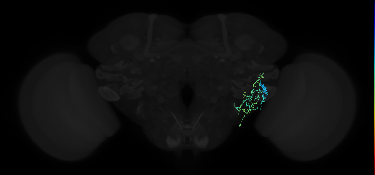 adult anterior ventrolateral protocerebrum neuron 350