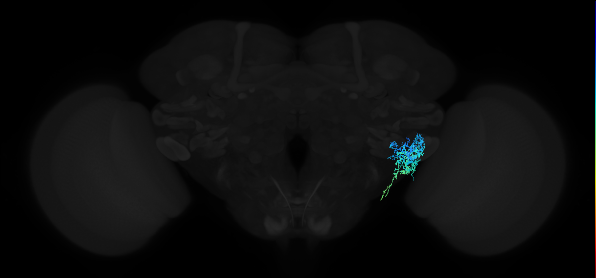 adult anterior ventrolateral protocerebrum neuron 353