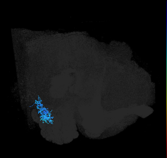 AVLP355_R (FlyEM-HB:5901224672)