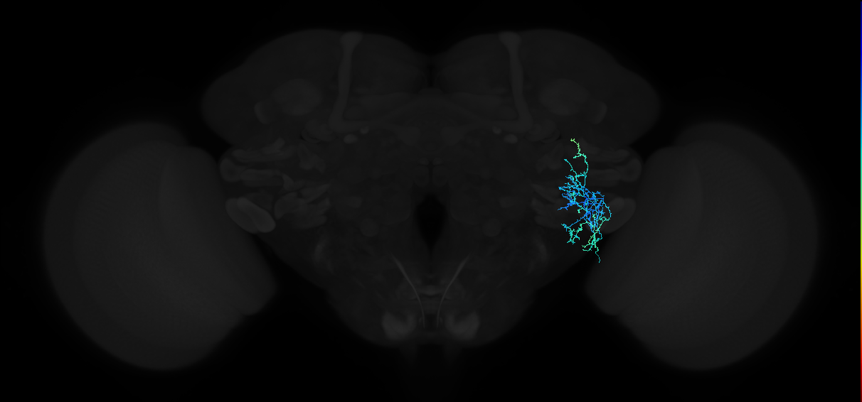adult anterior ventrolateral protocerebrum neuron 356