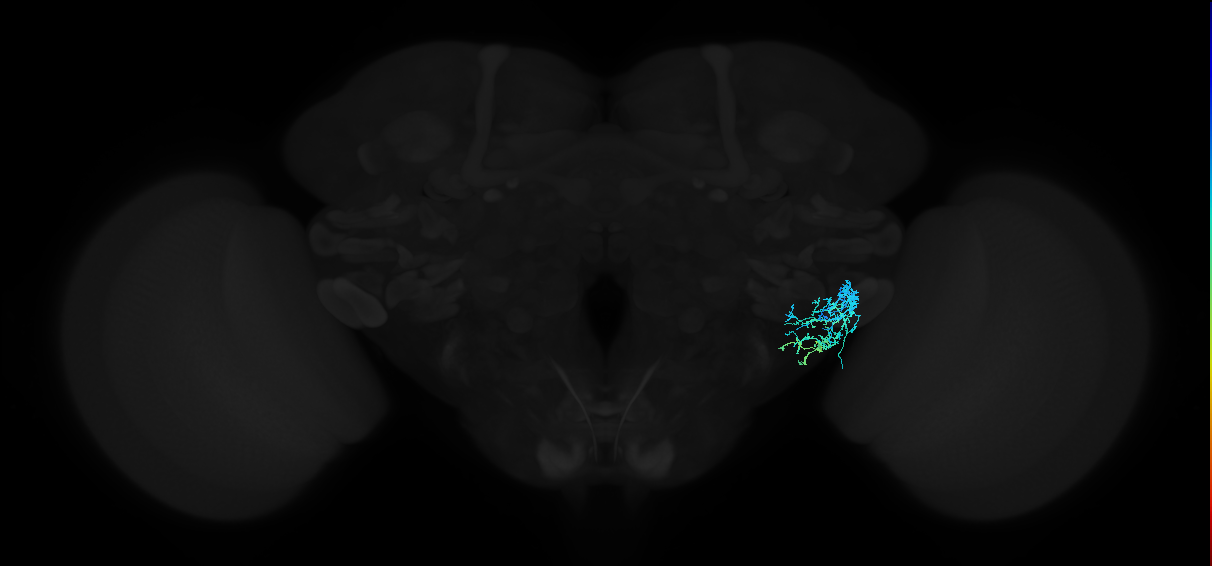 adult anterior ventrolateral protocerebrum neuron 357