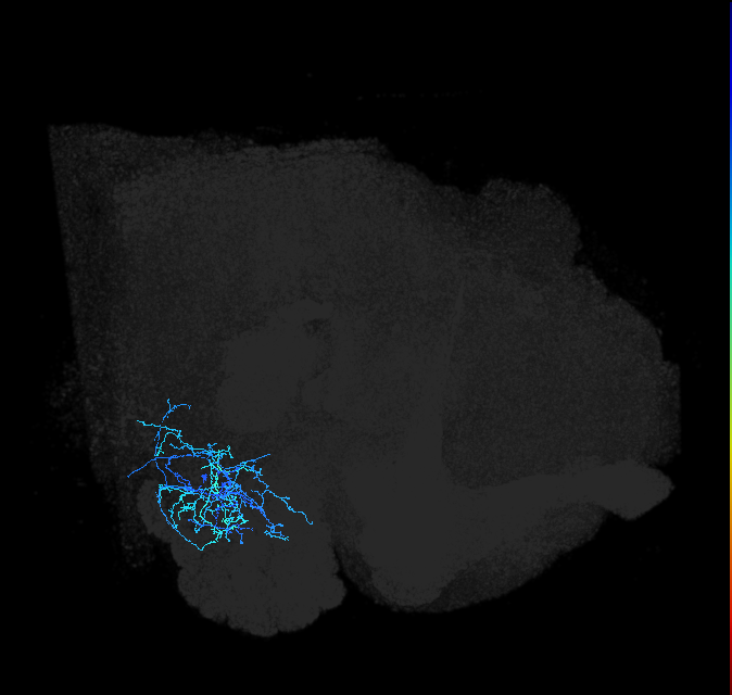 adult anterior ventrolateral protocerebrum neuron 358