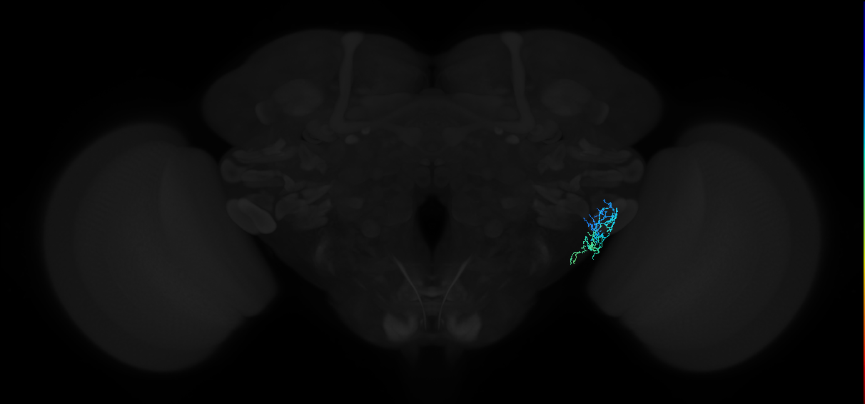 adult anterior ventrolateral protocerebrum neuron 359