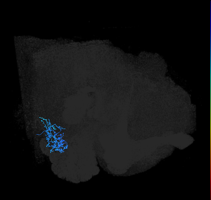 AVLP359_R (FlyEM-HB:2099893858)