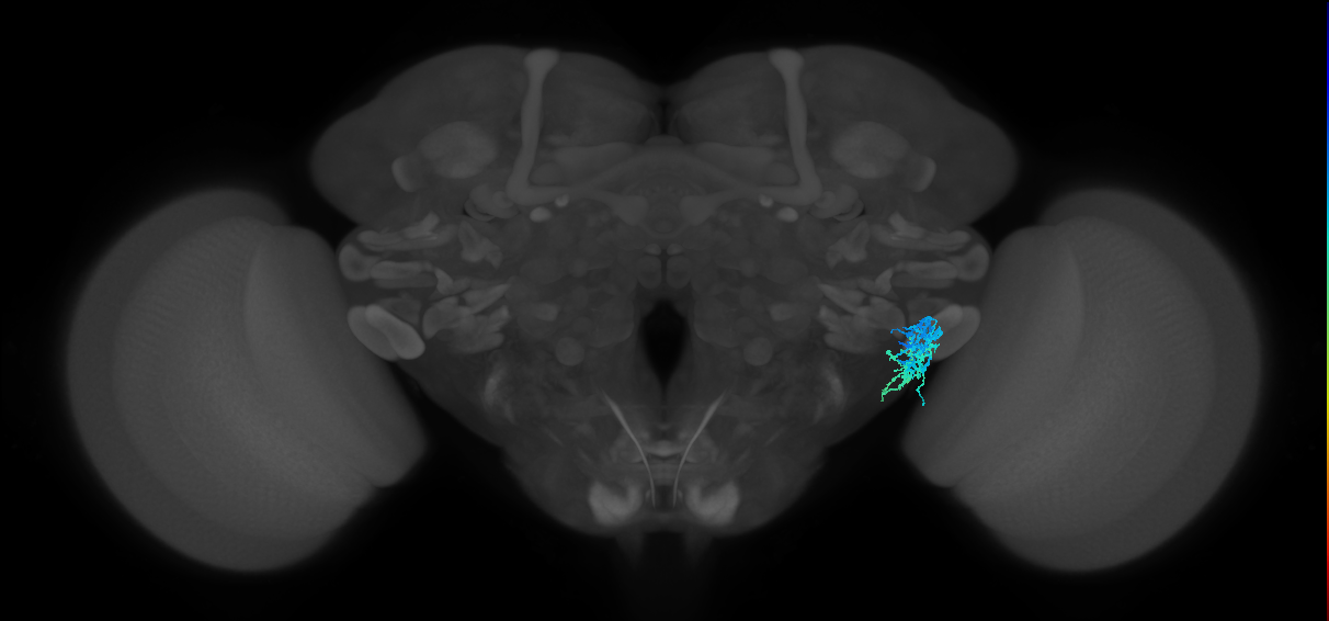 AVLP359_R (FlyEM-HB:2099893858)