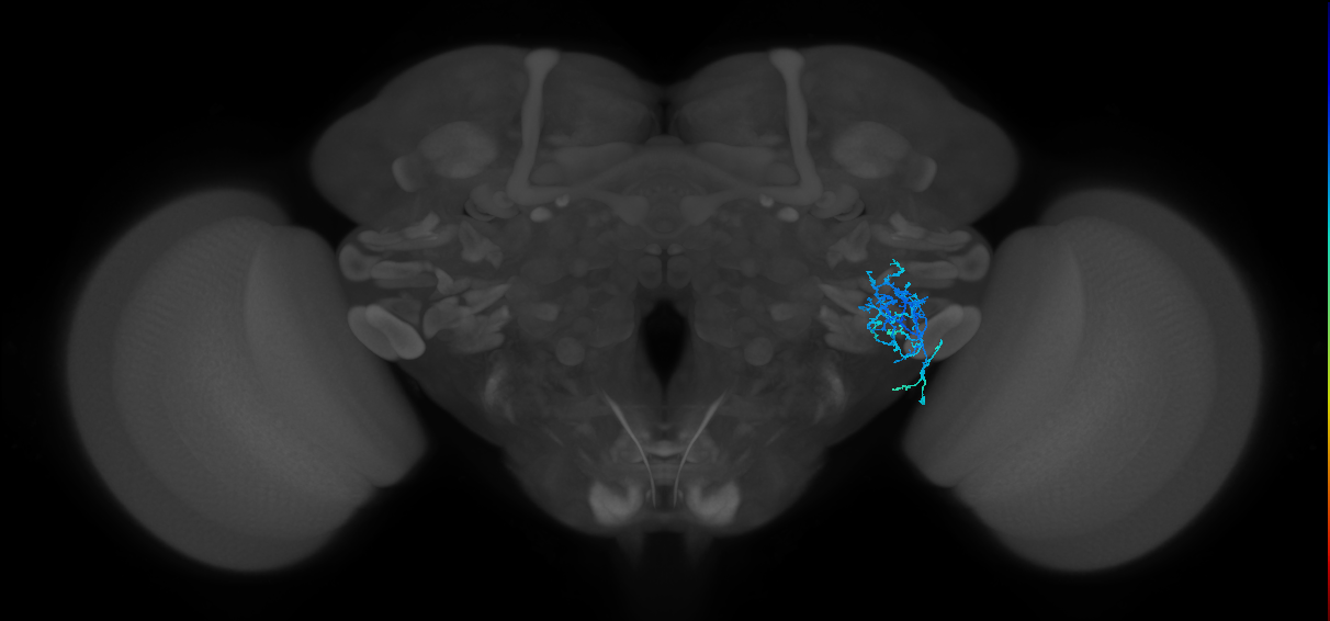 AVLP360_R (FlyEM-HB:5812994282)