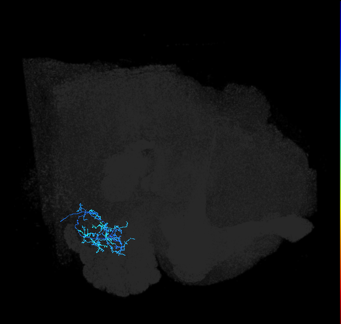 AVLP361_R (FlyEM-HB:5813000220)