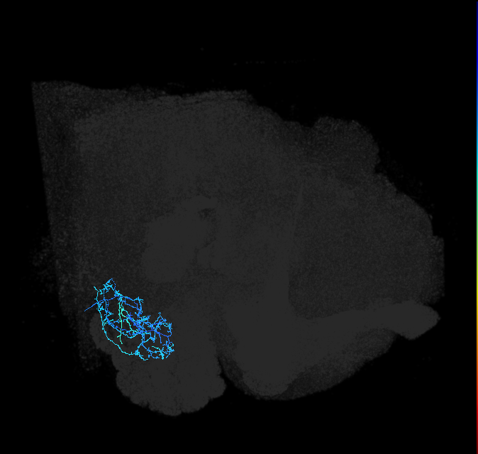 adult anterior ventrolateral protocerebrum neuron 361