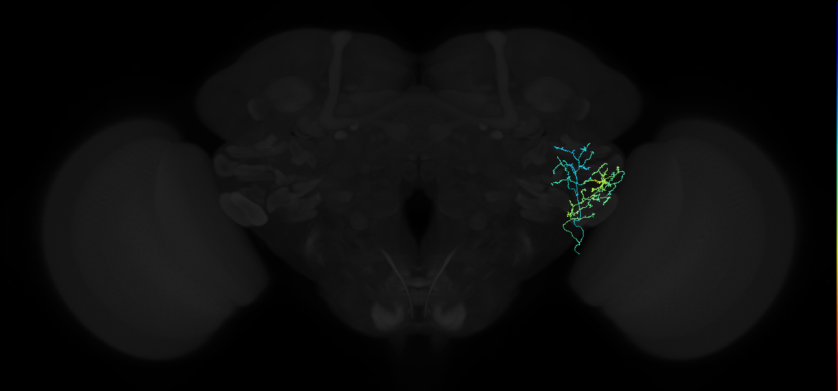 adult anterior ventrolateral protocerebrum neuron 362
