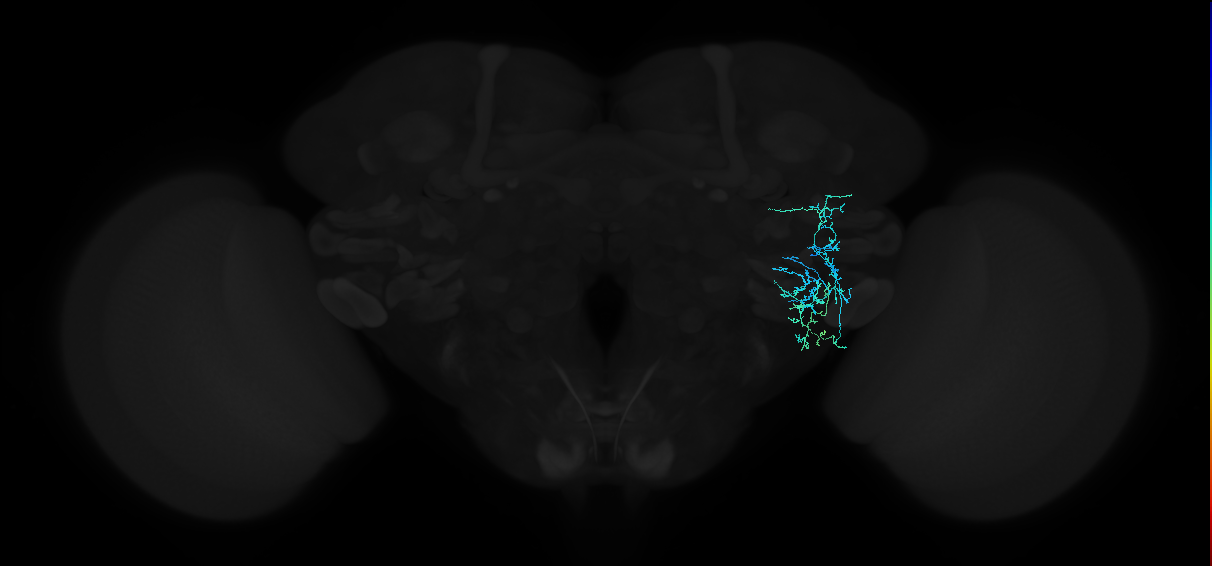 adult anterior ventrolateral protocerebrum neuron 363