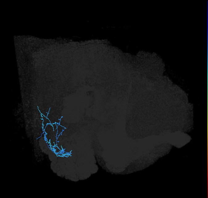adult anterior ventrolateral protocerebrum neuron 366
