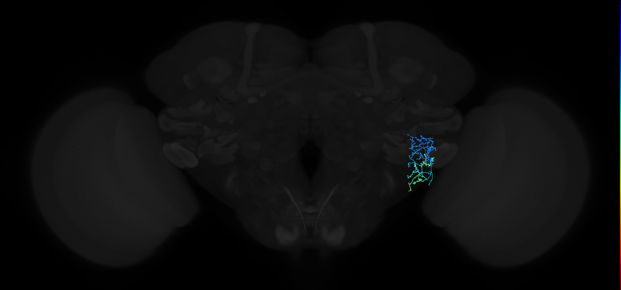 adult anterior ventrolateral protocerebrum neuron 366