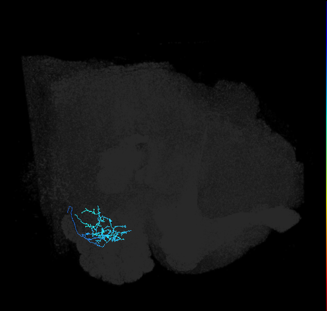 adult anterior ventrolateral protocerebrum neuron 367
