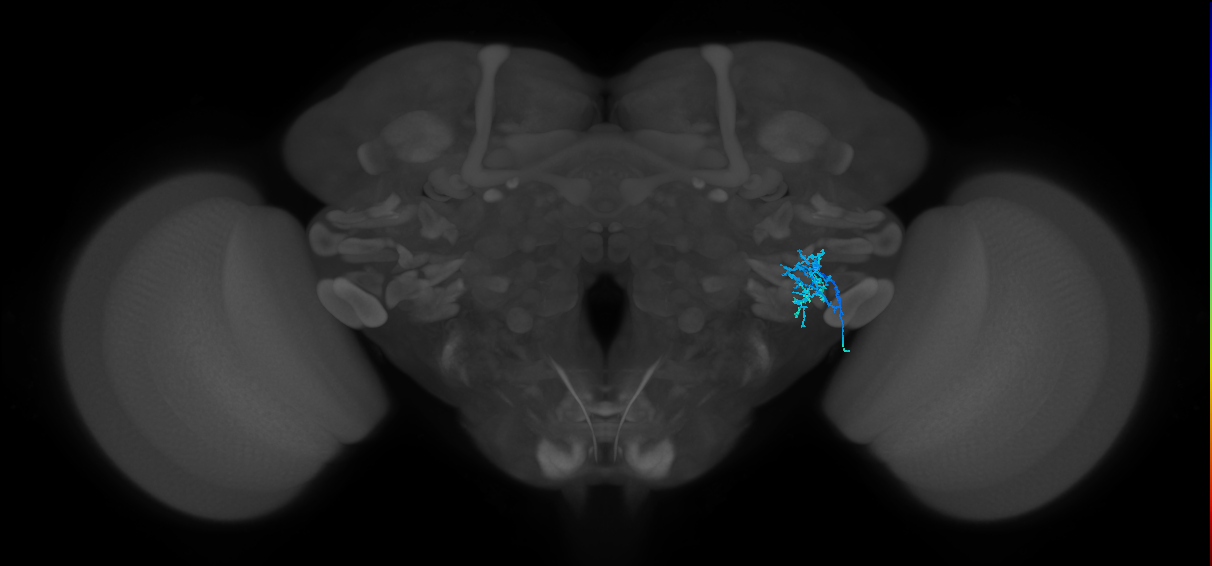 AVLP367_R (FlyEM-HB:5812993221)