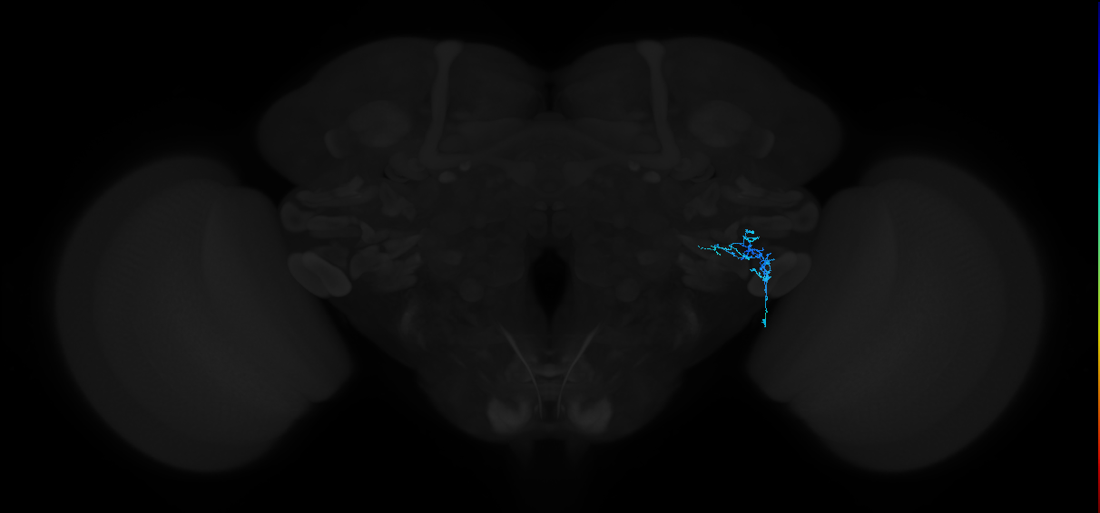 adult anterior ventrolateral protocerebrum neuron 368