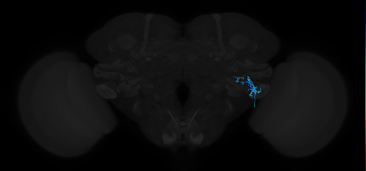 adult anterior ventrolateral protocerebrum neuron 368