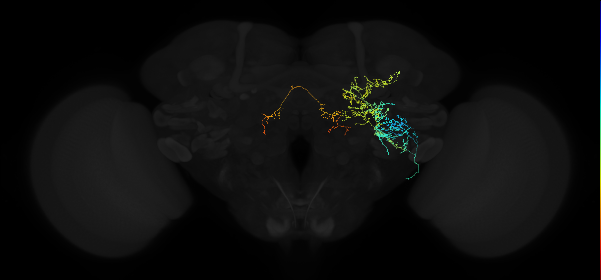 adult anterior ventrolateral protocerebrum neuron 369