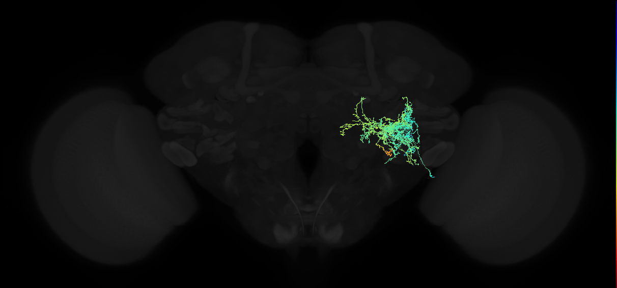 adult anterior ventrolateral protocerebrum neuron 370