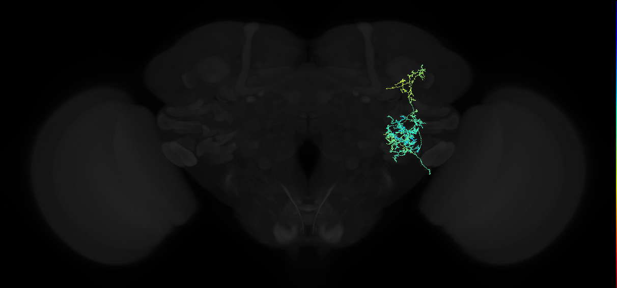 adult anterior ventrolateral protocerebrum neuron 371