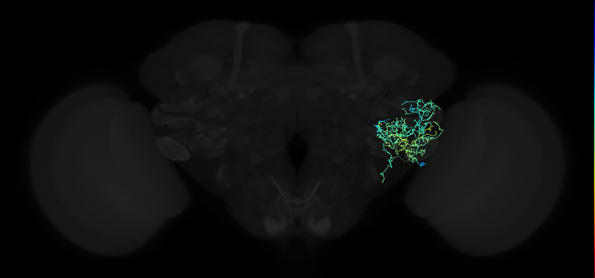adult anterior ventrolateral protocerebrum neuron 372