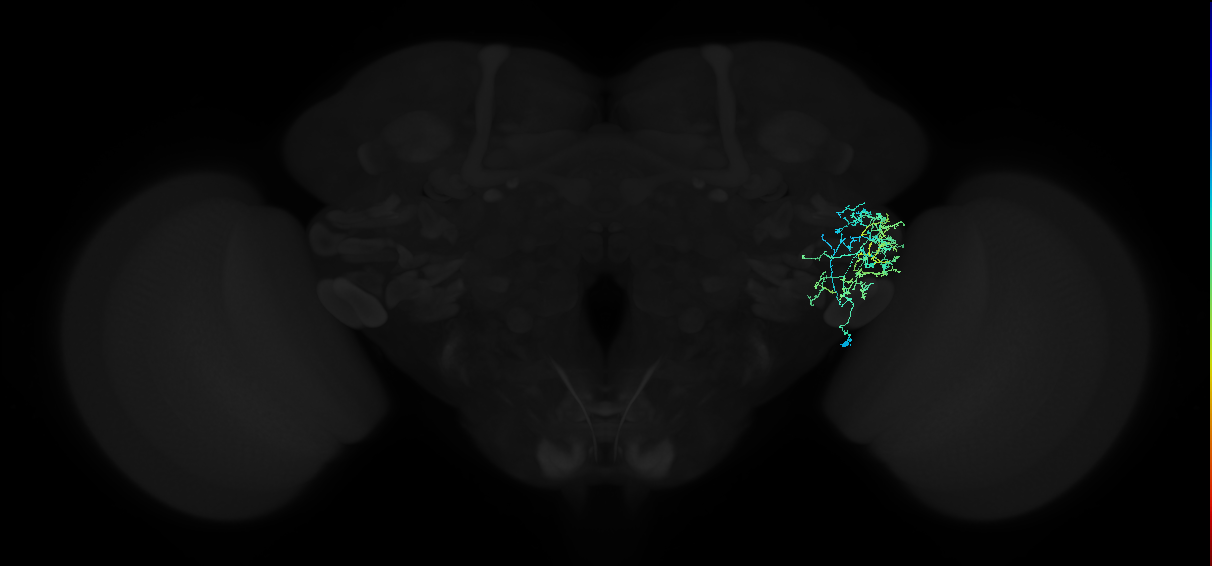 adult anterior ventrolateral protocerebrum neuron 373