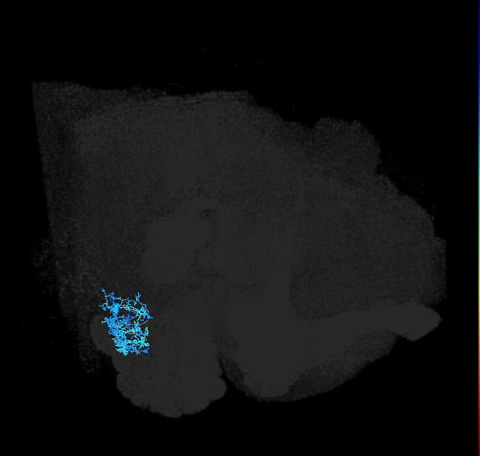 AVLP374_R (FlyEM-HB:2101257590)