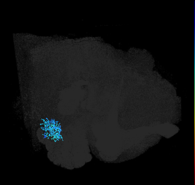 AVLP377_R (FlyEM-HB:2071949565)