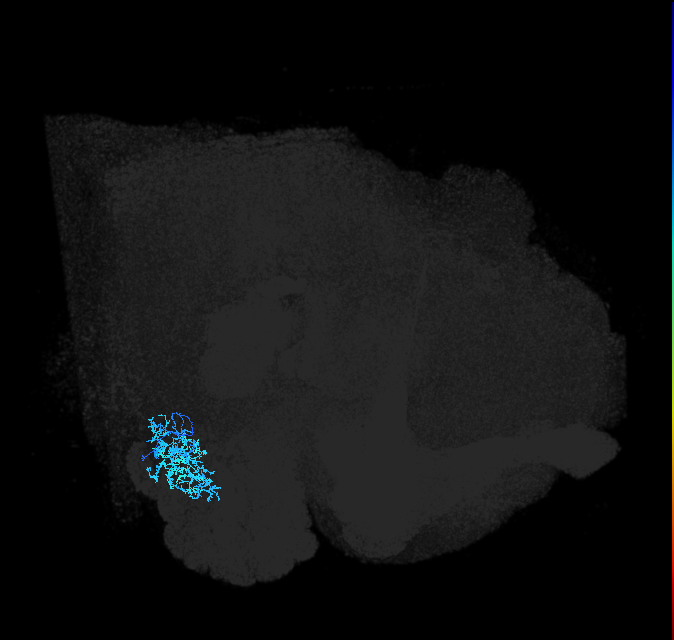 AVLP379_R (FlyEM-HB:5901202812)