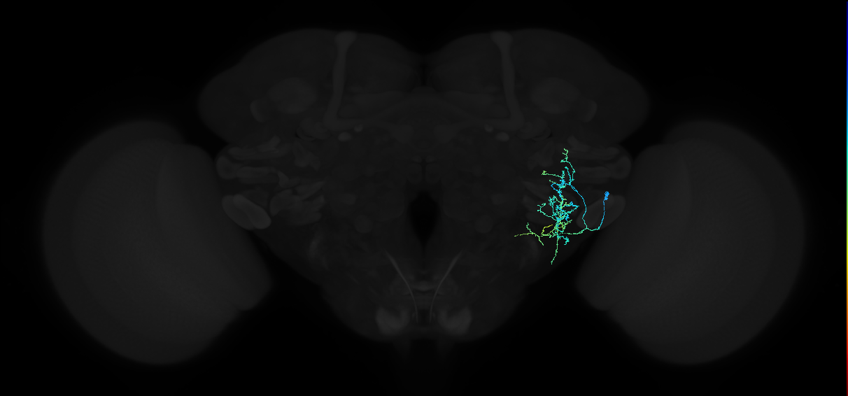 adult anterior ventrolateral protocerebrum neuron 380