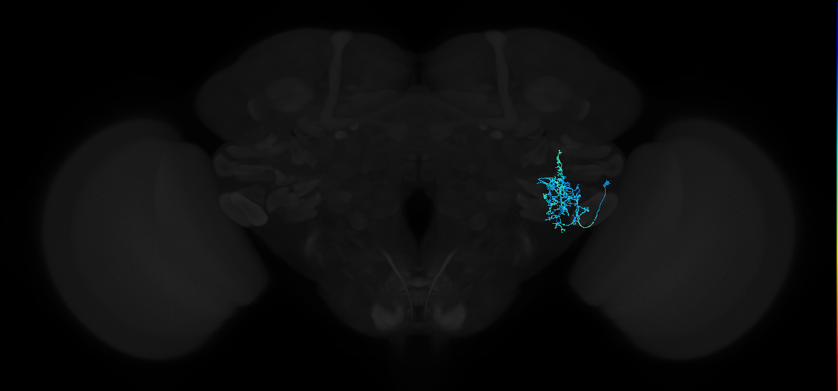 adult anterior ventrolateral protocerebrum neuron 382