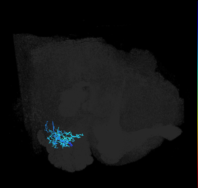 adult anterior ventrolateral protocerebrum neuron 382