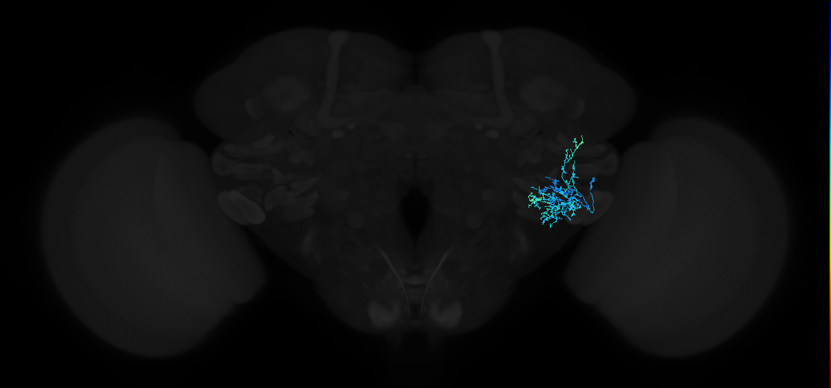 adult anterior ventrolateral protocerebrum neuron 384