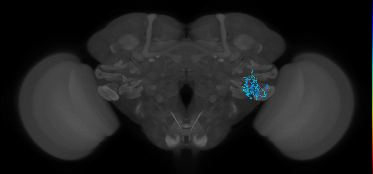 AVLP384_R (FlyEM-HB:5812994660)