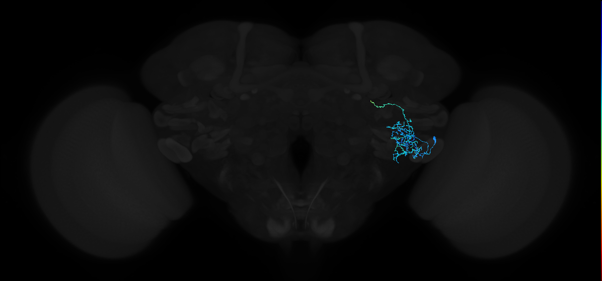 adult anterior ventrolateral protocerebrum neuron 385