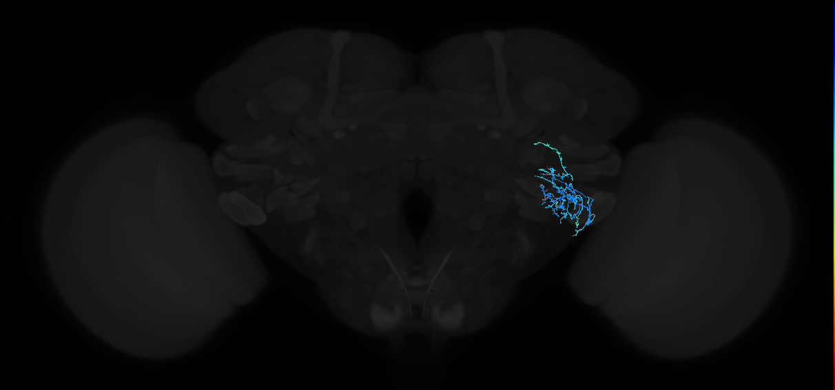 adult anterior ventrolateral protocerebrum neuron 385