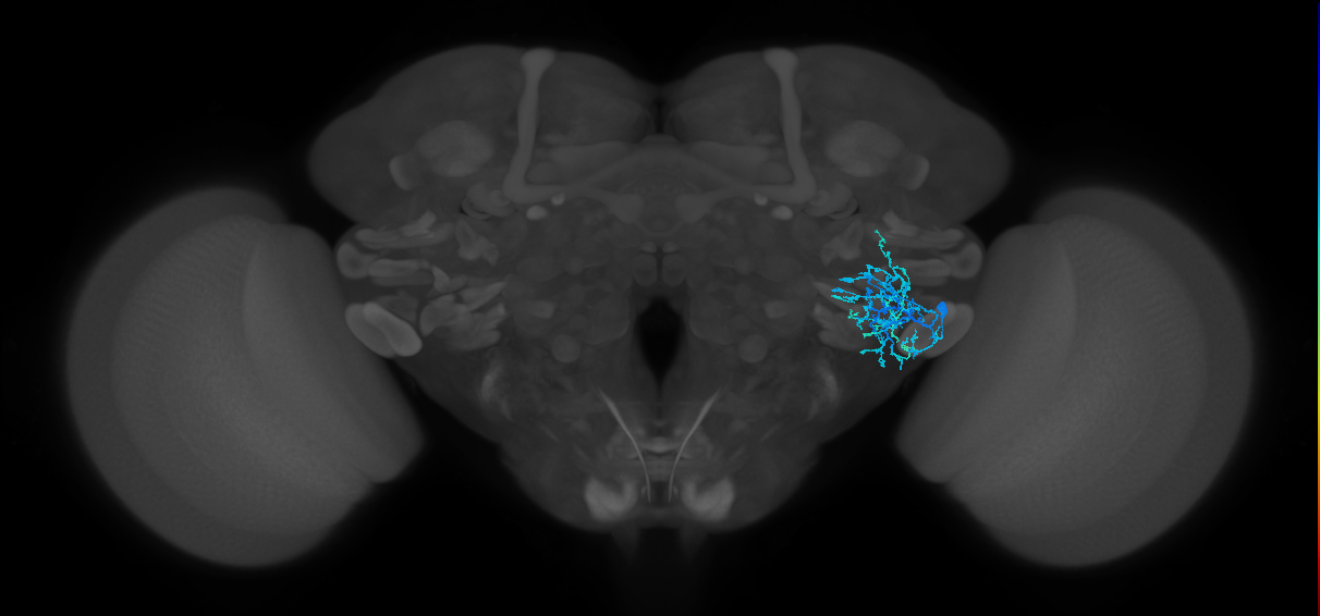 AVLP385_R (FlyEM-HB:5813001766)