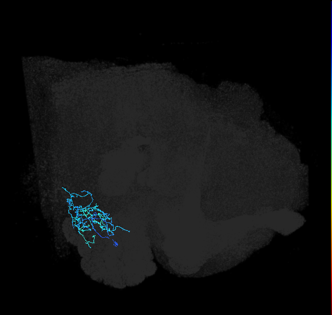 adult anterior ventrolateral protocerebrum neuron 386