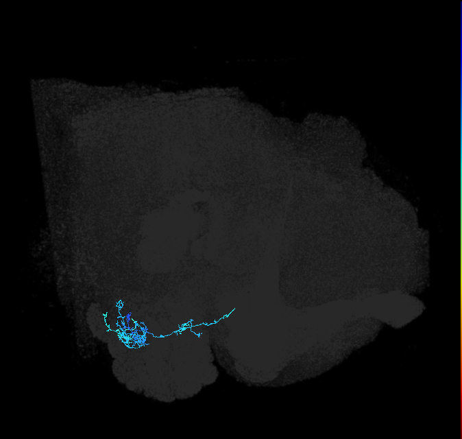 adult anterior ventrolateral protocerebrum neuron 387