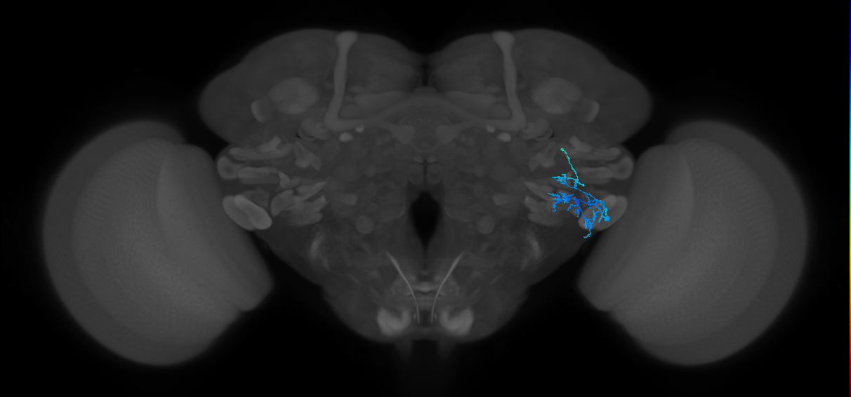 AVLP387_R (FlyEM-HB:2166042084)