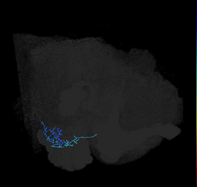 adult anterior ventrolateral protocerebrum neuron 387