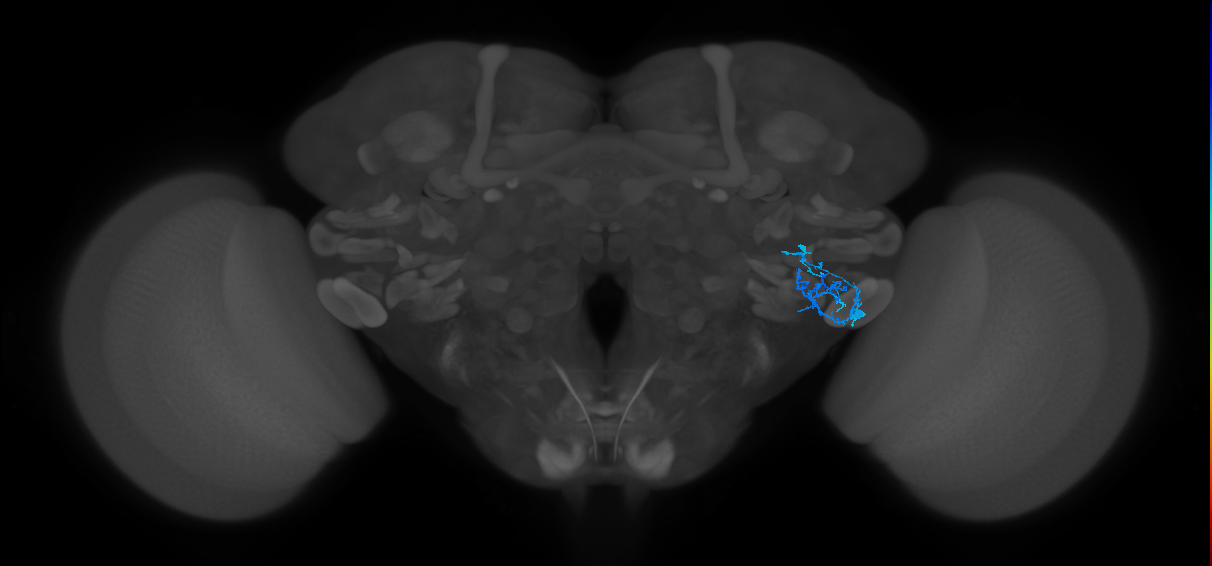 AVLP387_R (FlyEM-HB:2103645198)