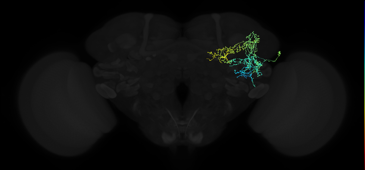 adult anterior ventrolateral protocerebrum neuron 389