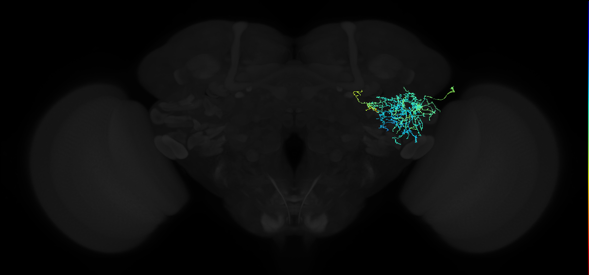 adult anterior ventrolateral protocerebrum neuron 390